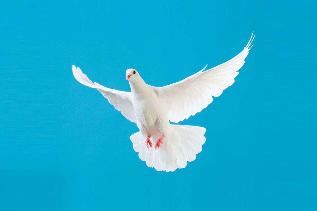 Armenian Dating app Ari - Love in the Times of War